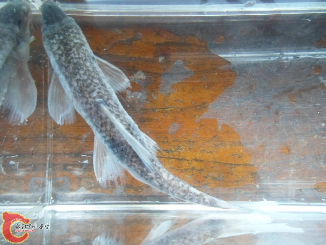 Longanalus macrochirous（大鳍长臀鲮） (2).JPG
