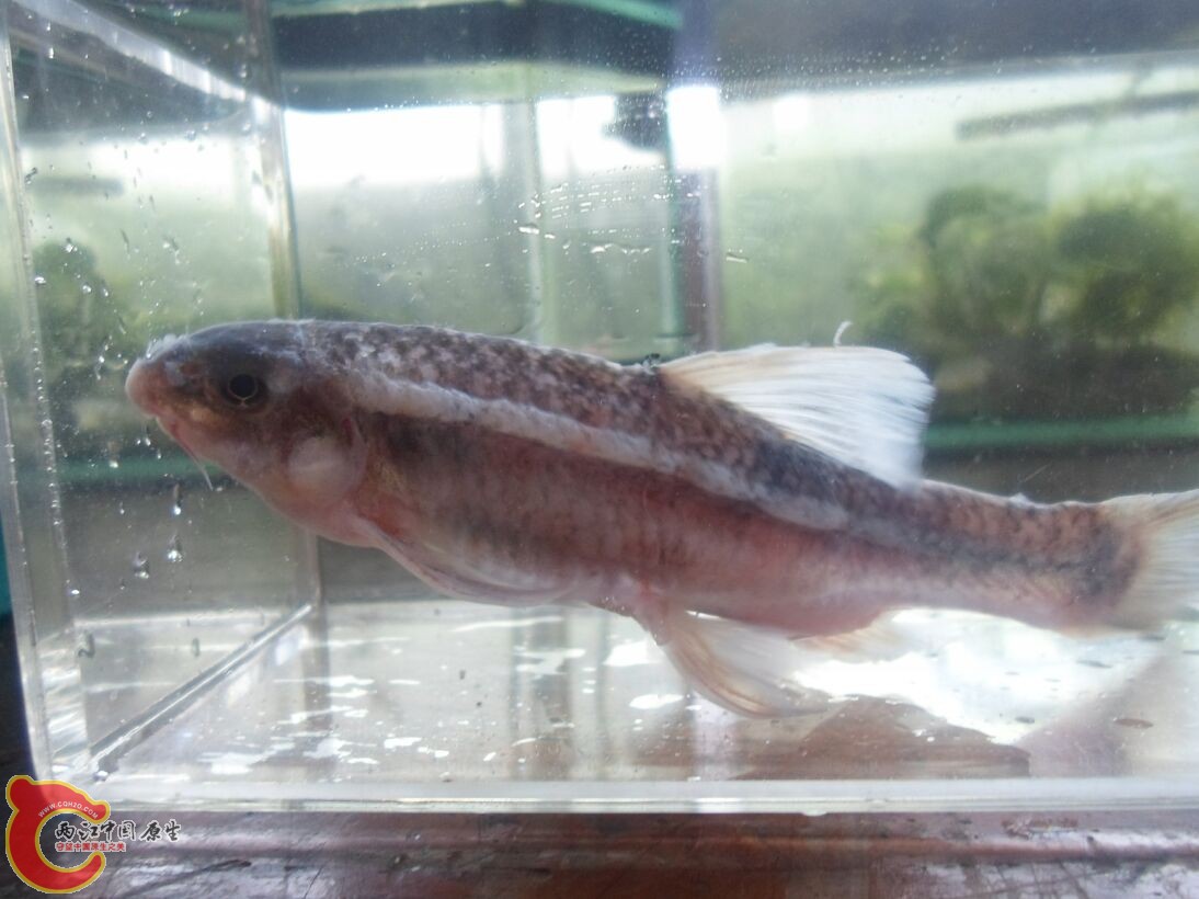 Longanalus macrochirous（大鳍长臀鲮） (3).JPG