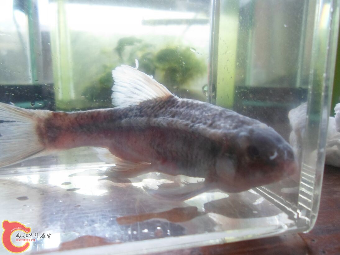 Longanalus macrochirous（大鳍长臀鲮） (4).JPG