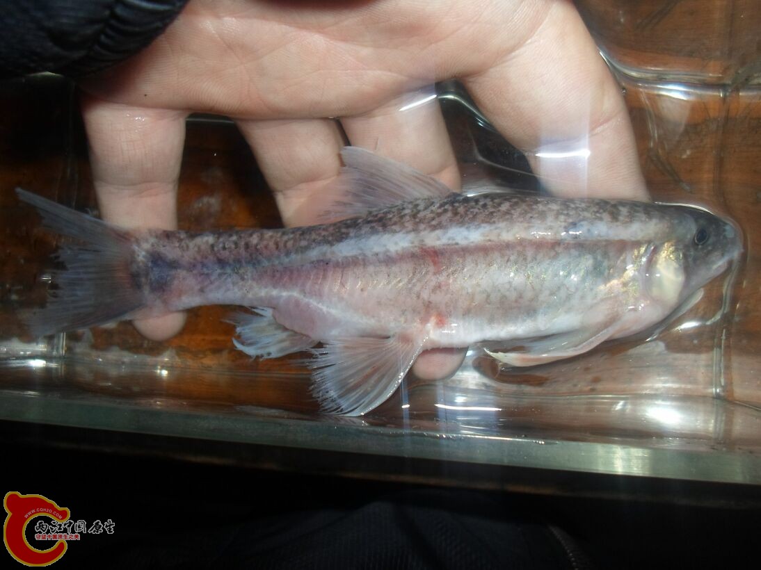 Longanalus macrochirous（大鳍长臀鲮） (10).JPG