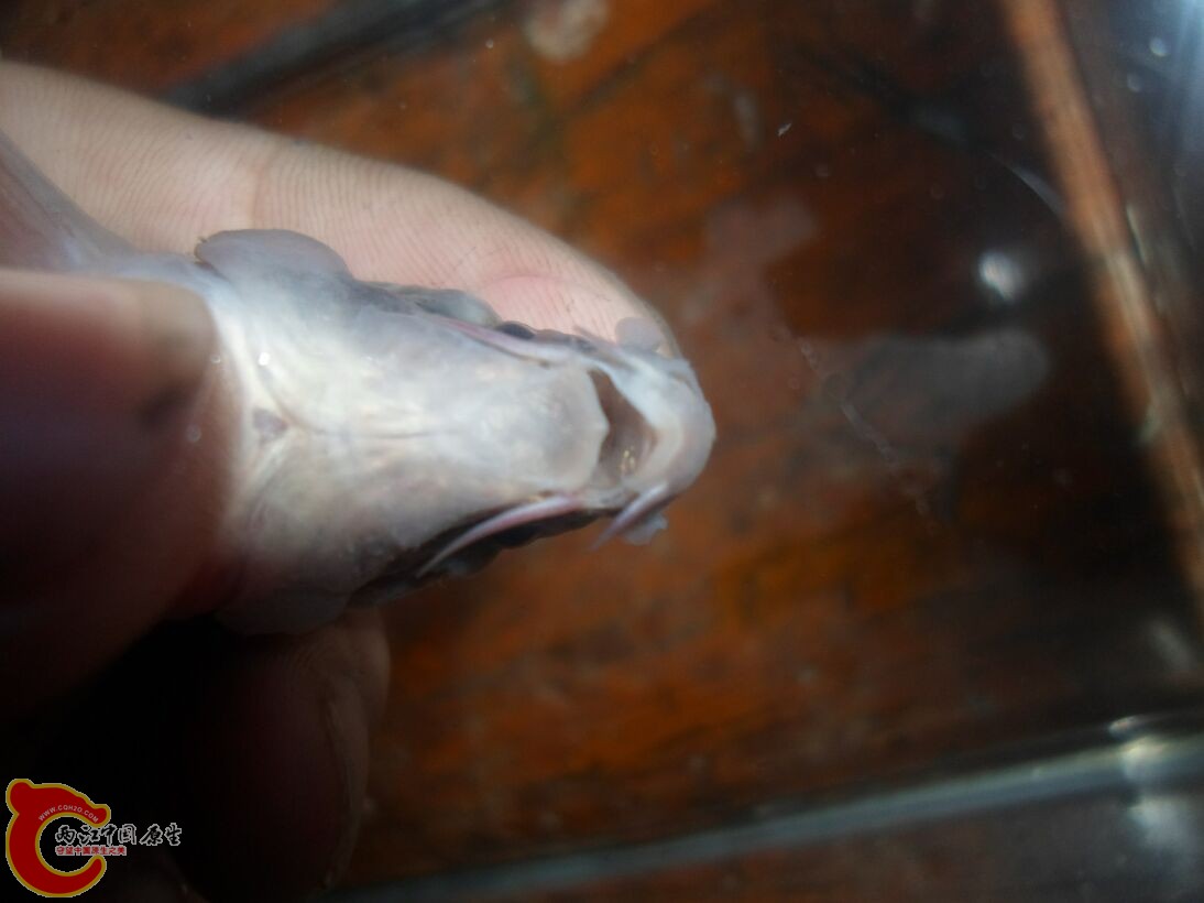 Longanalus macrochirous（大鳍长臀鲮） (12).JPG