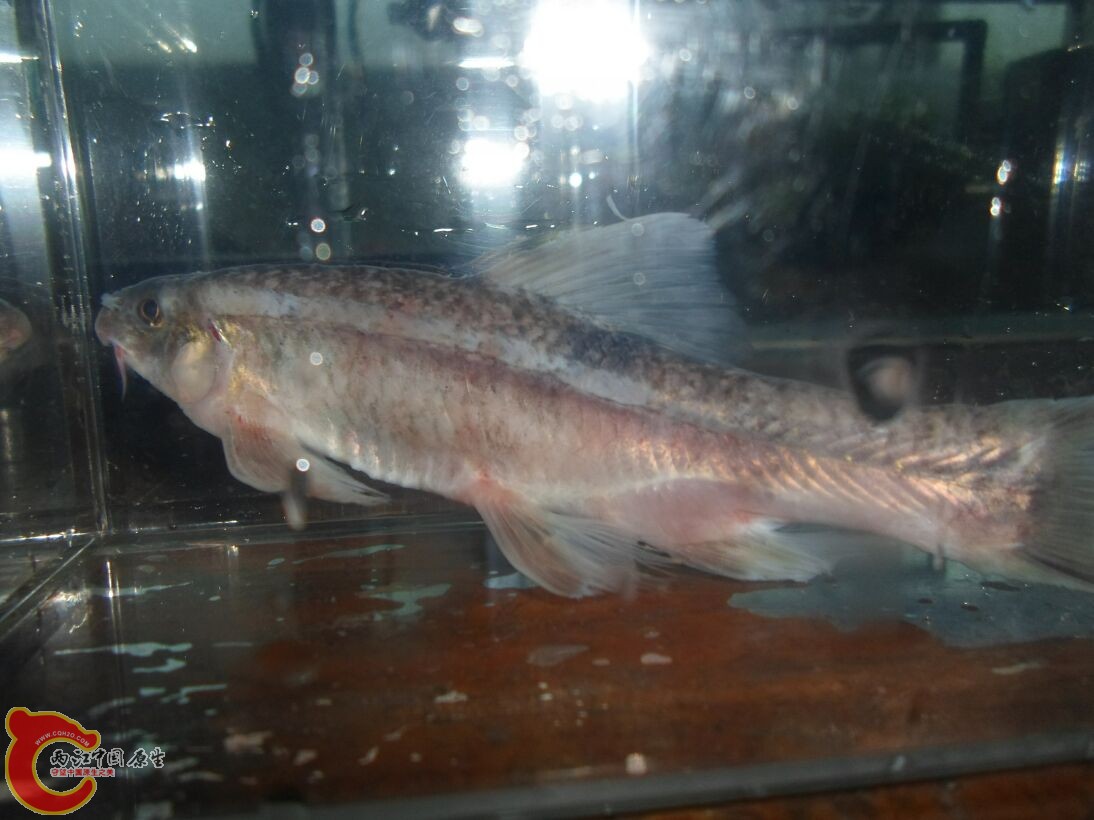 Longanalus macrochirous（大鳍长臀鲮） (15).JPG