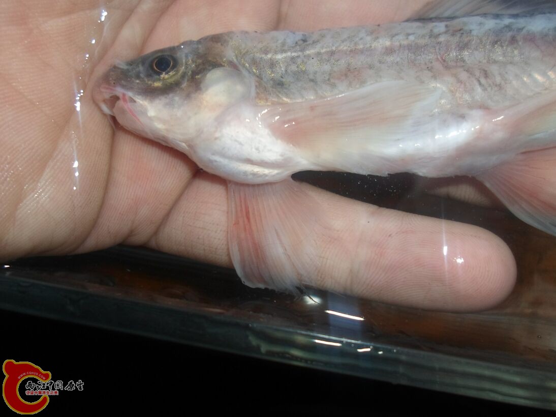 Longanalus macrochirous（大鳍长臀鲮） (18).JPG