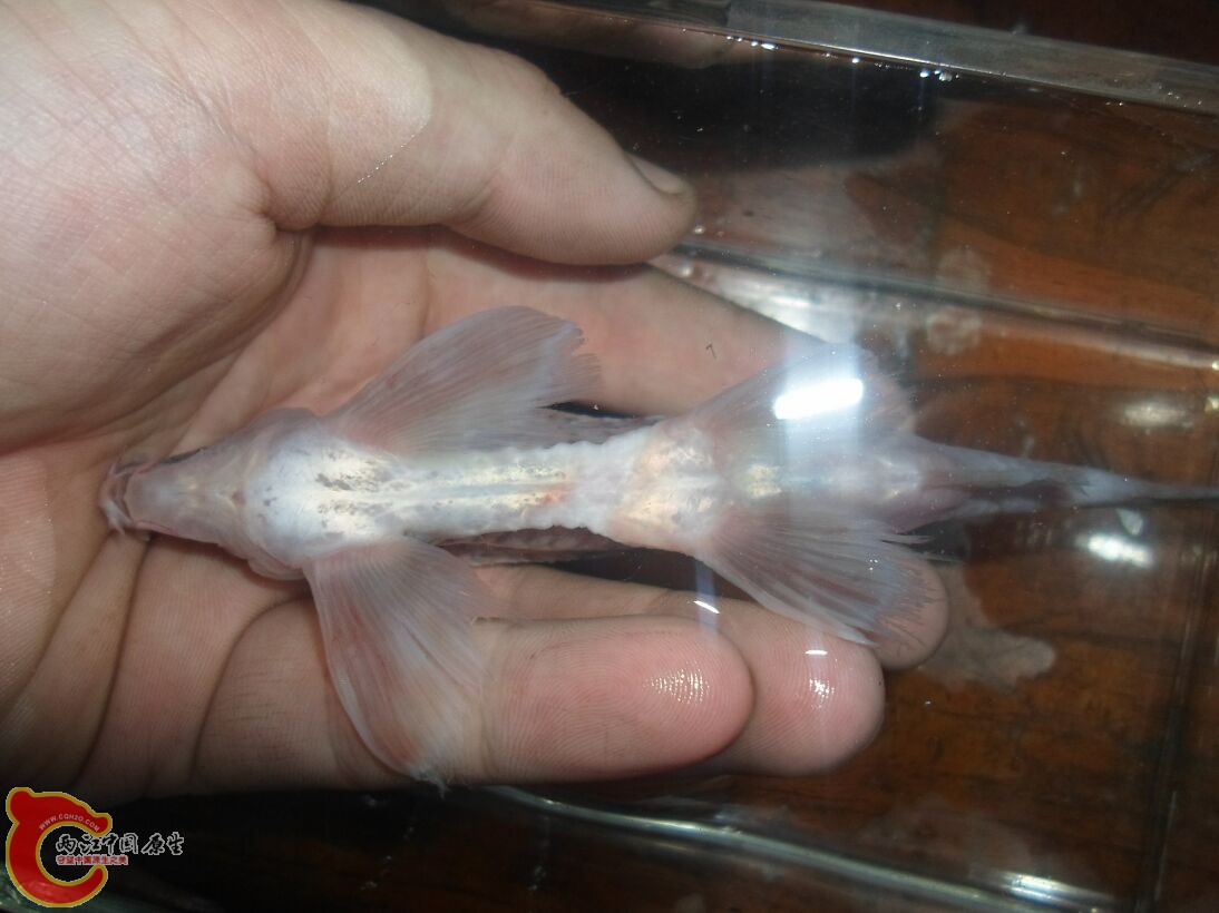 Longanalus macrochirous（大鳍长臀鲮） (19).JPG