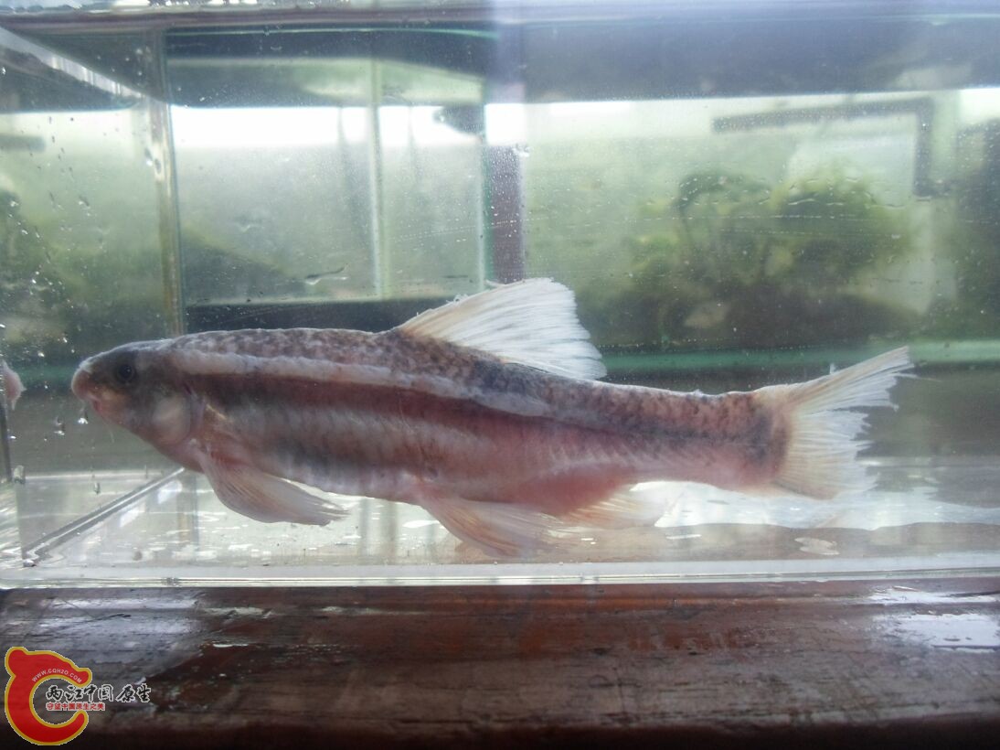 Longanalus macrochirous（大鳍长臀鲮） (25).JPG