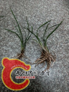 下山草兰