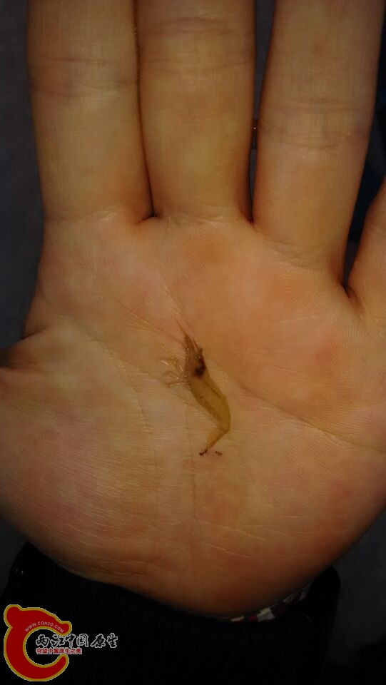 这也叫过黑壳虾吗能具体到种吗 大师们