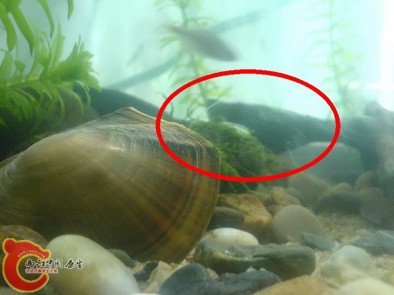 红色圈内的就是河蚌喷出来的东西
