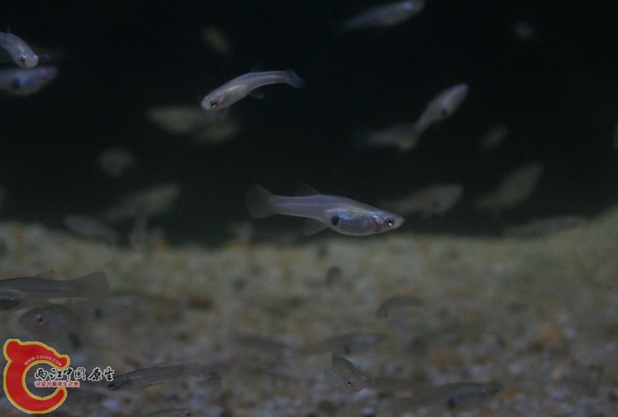 20140412小洲村野采