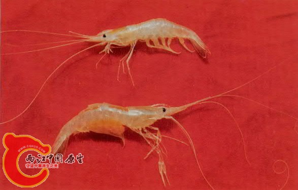 脊尾白虾2.jpg