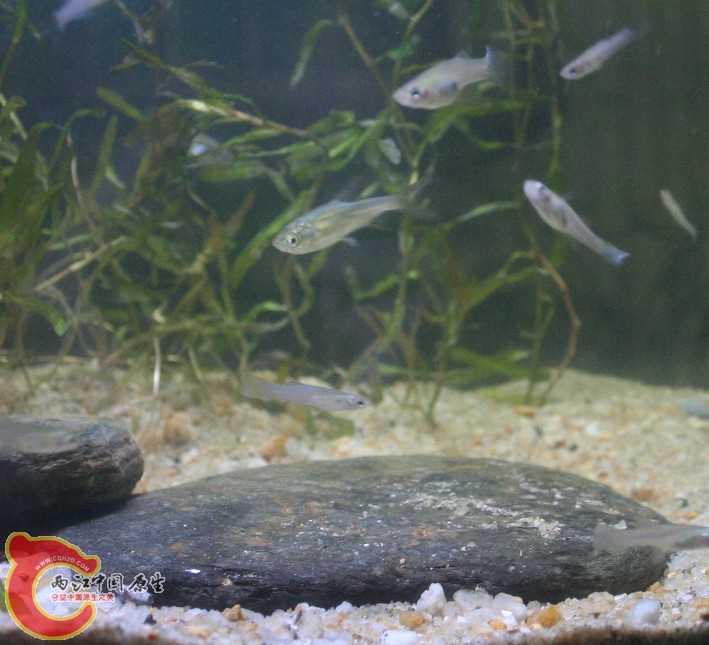 20140412小洲村野采