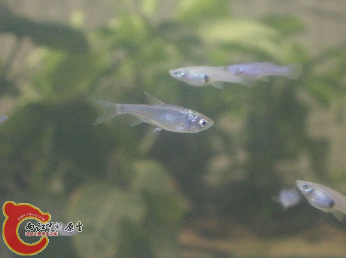 20140412小洲村野采