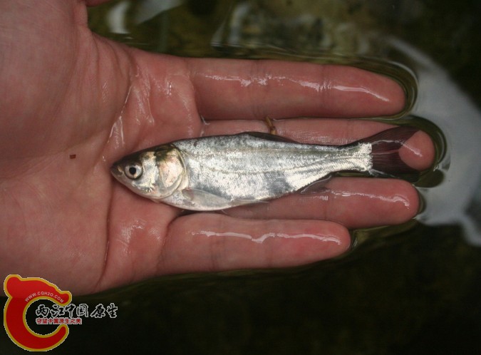 20140412小洲村野采