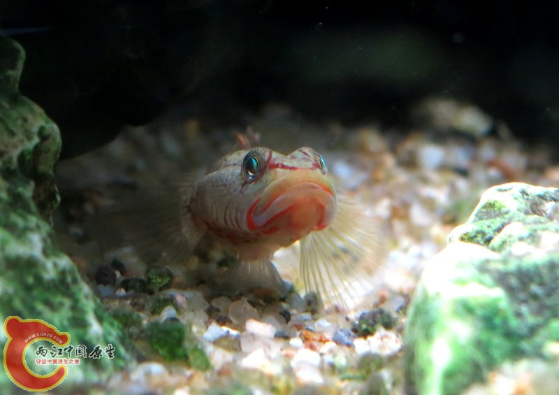 虾虎3_副本.jpg