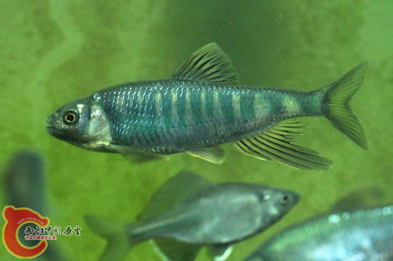 IMG_2232_副本_副本.jpg