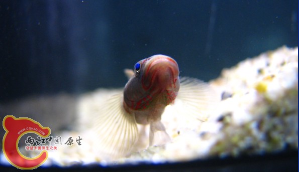 纹鳃吻-5.jpg