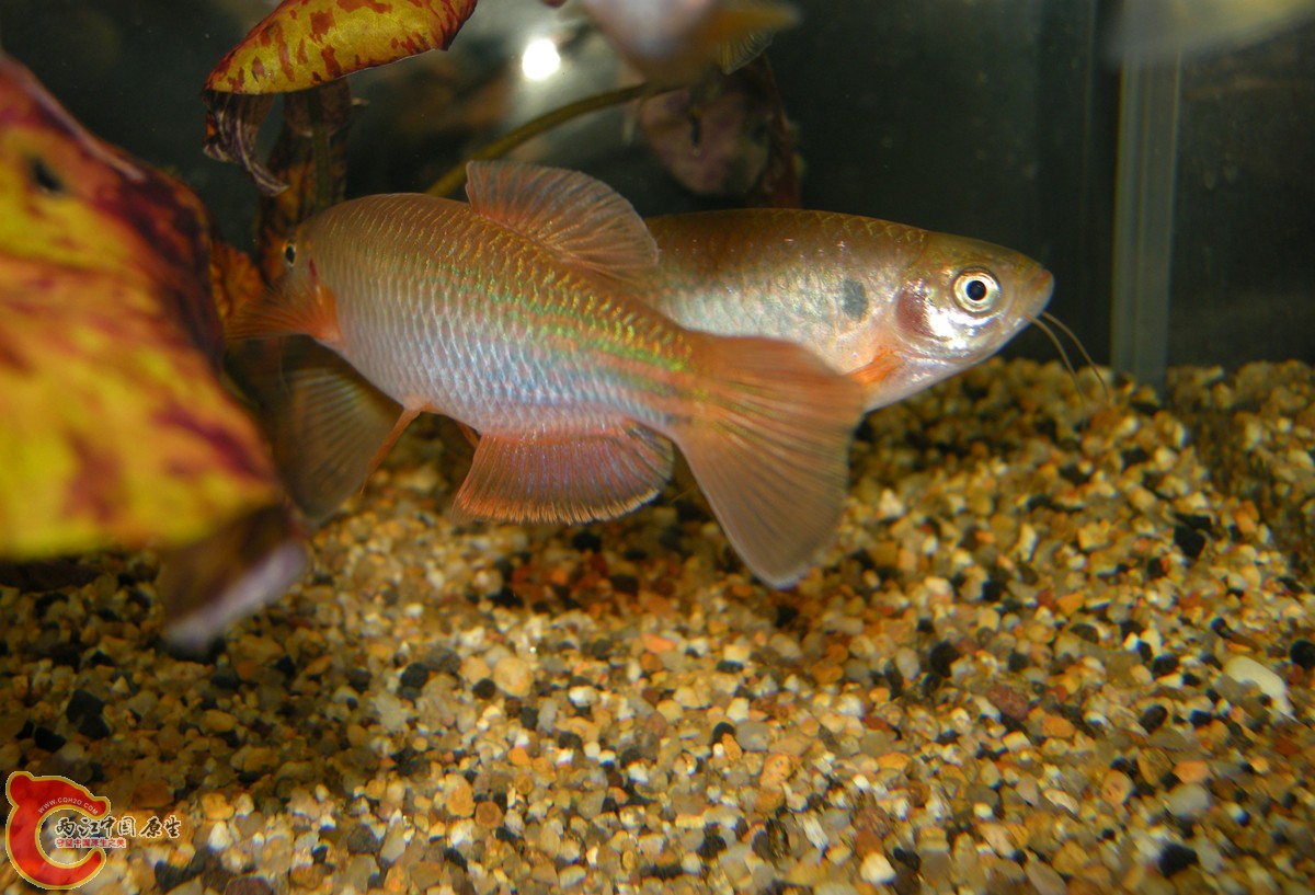 这两货貌似想繁殖