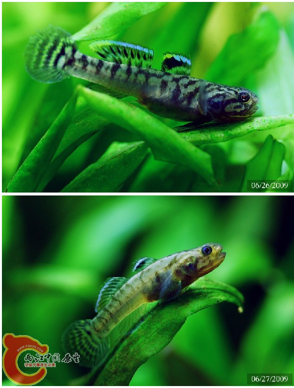 Mugilogobius parvus（小鲻虾虎）.jpg