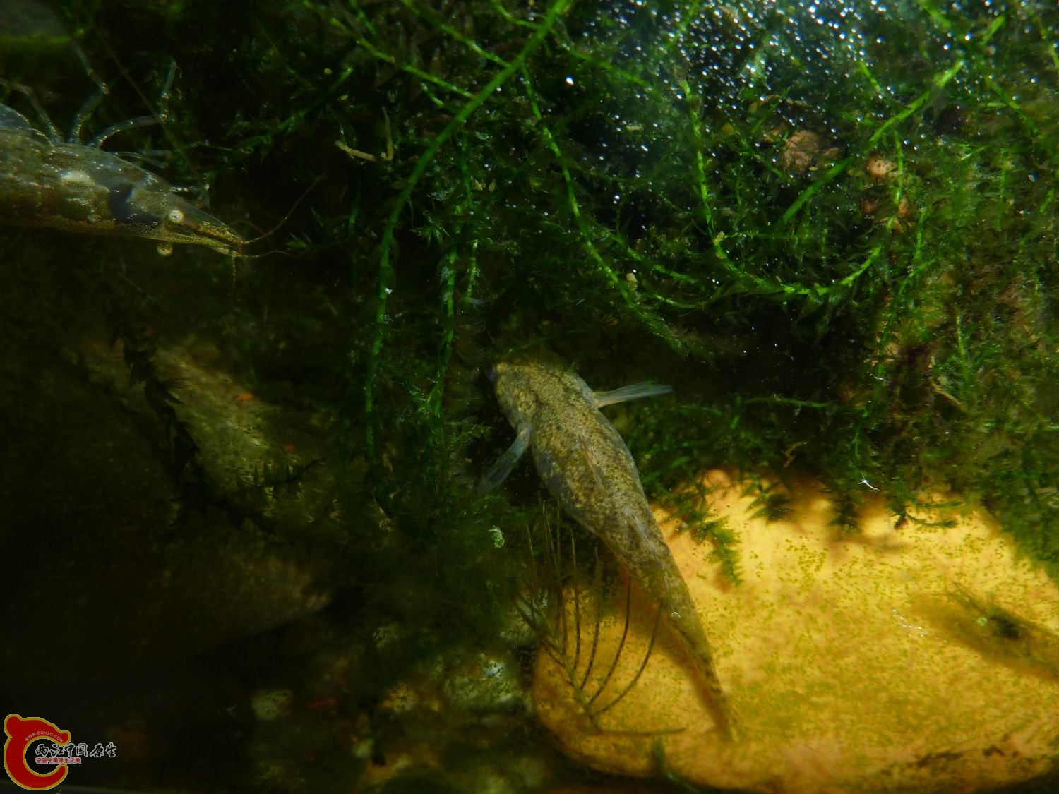 P1050317-1.jpg