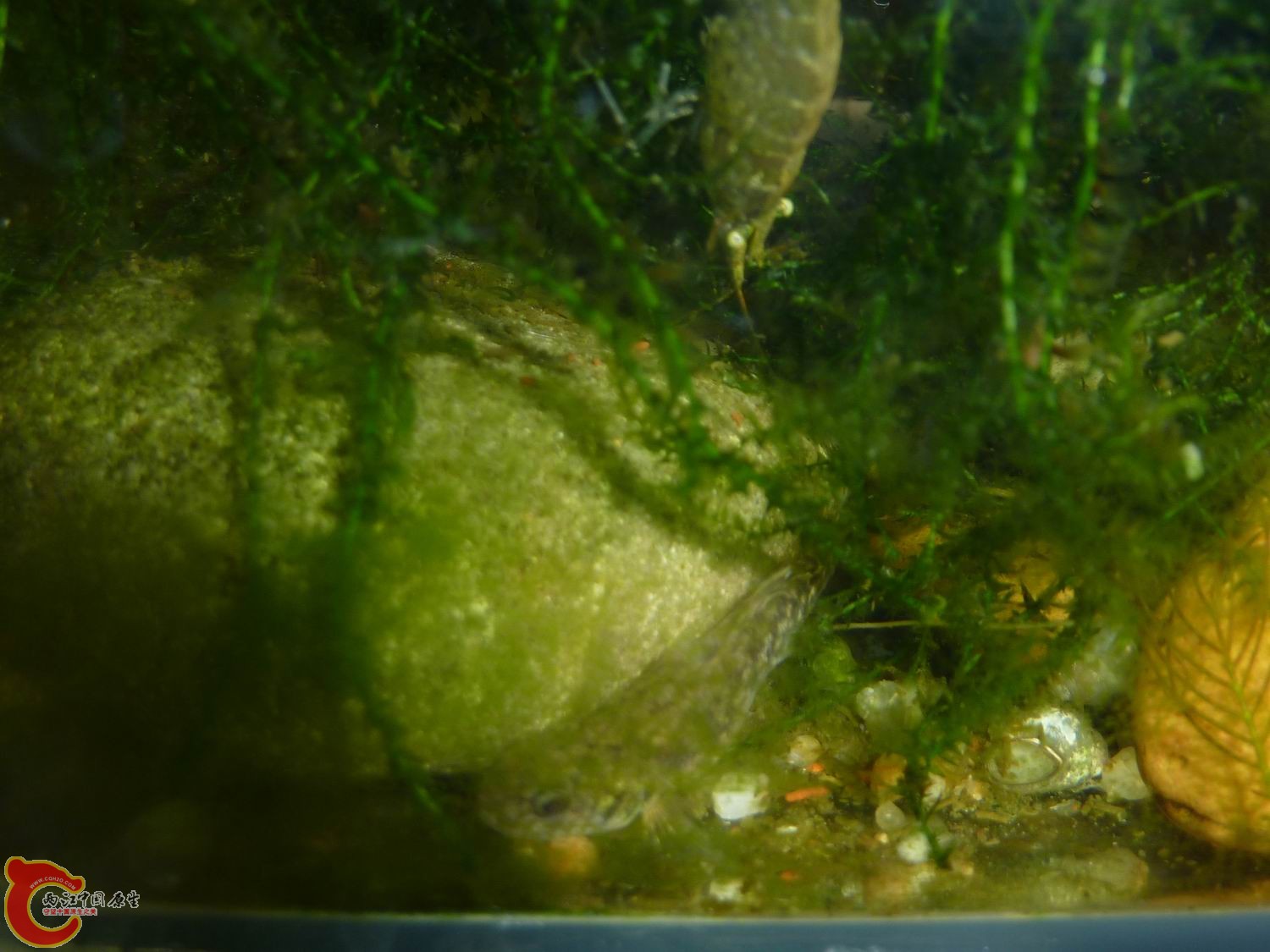 P1050343-1.jpg