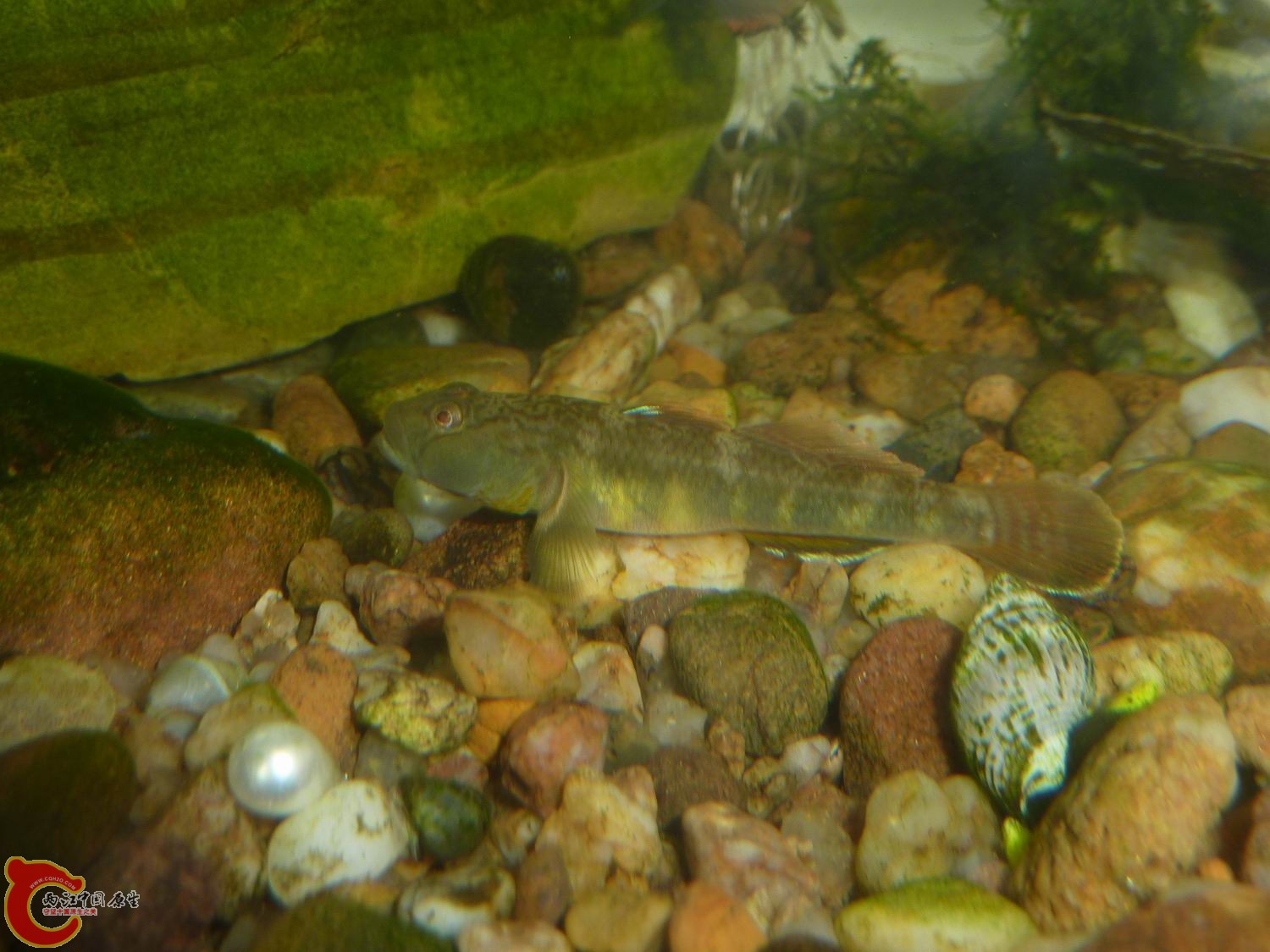 P1050305-1.jpg
