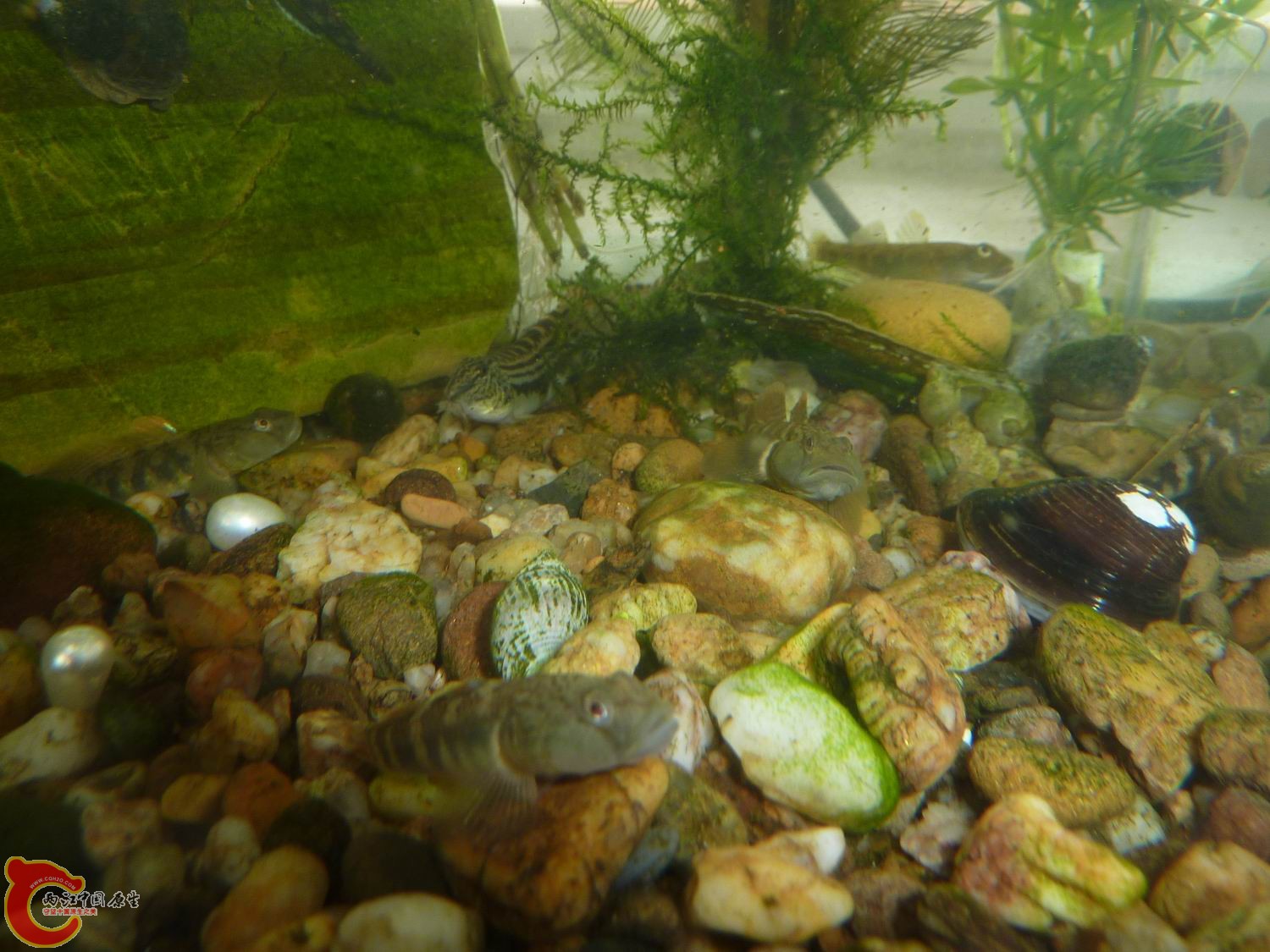 P1050315-.jpg