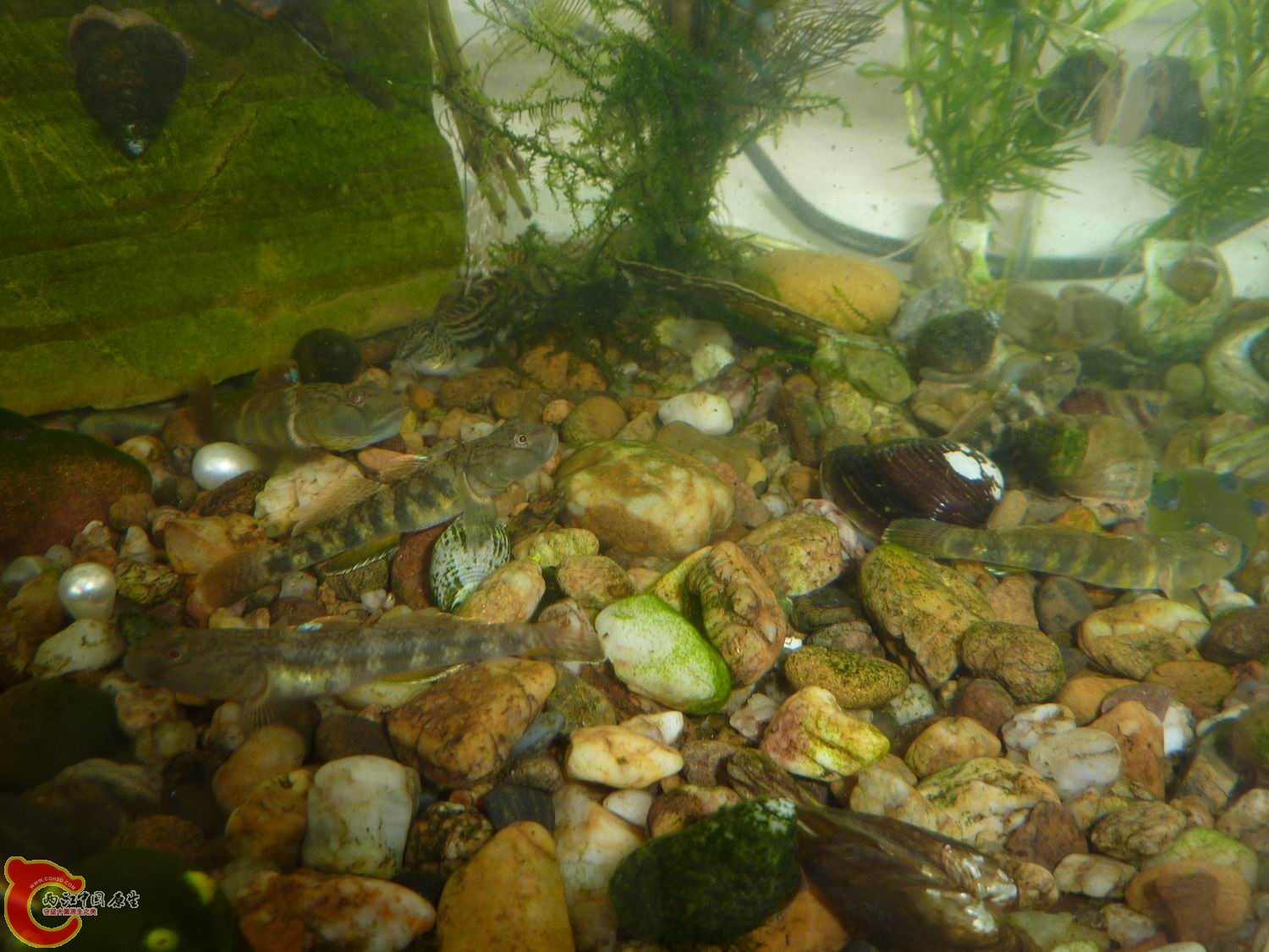 P1050321-.jpg