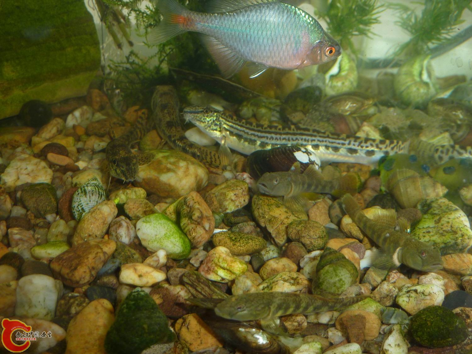P1050339-.jpg