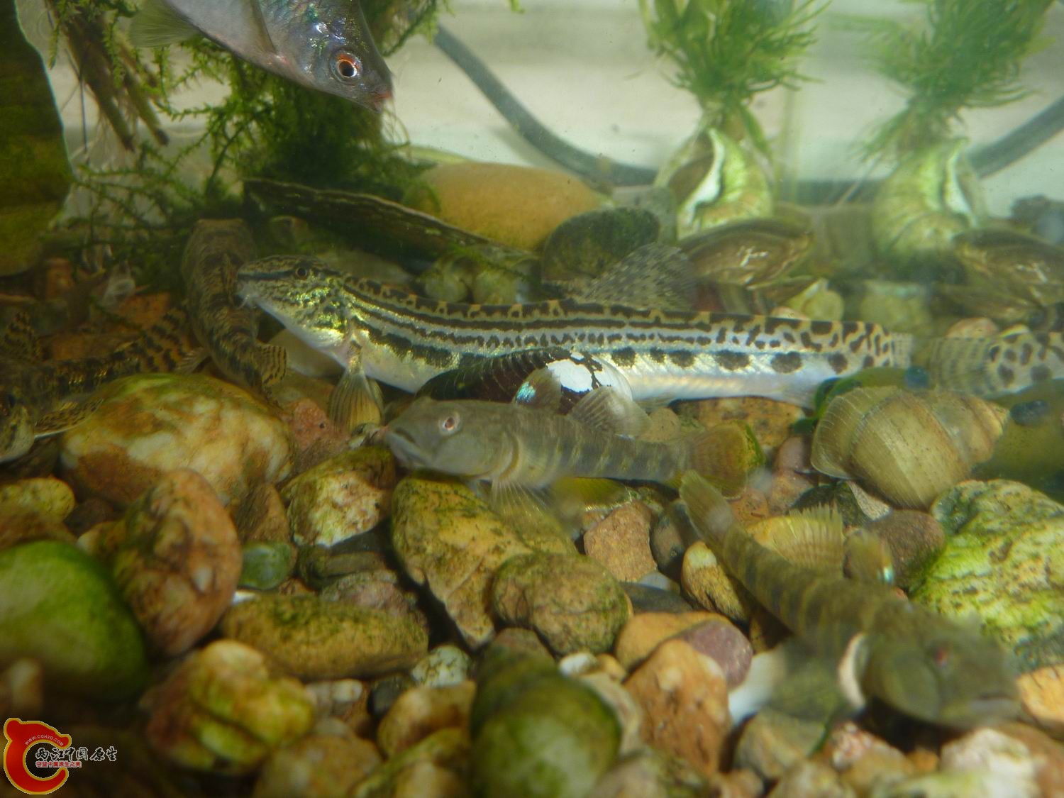 P1050341-.jpg