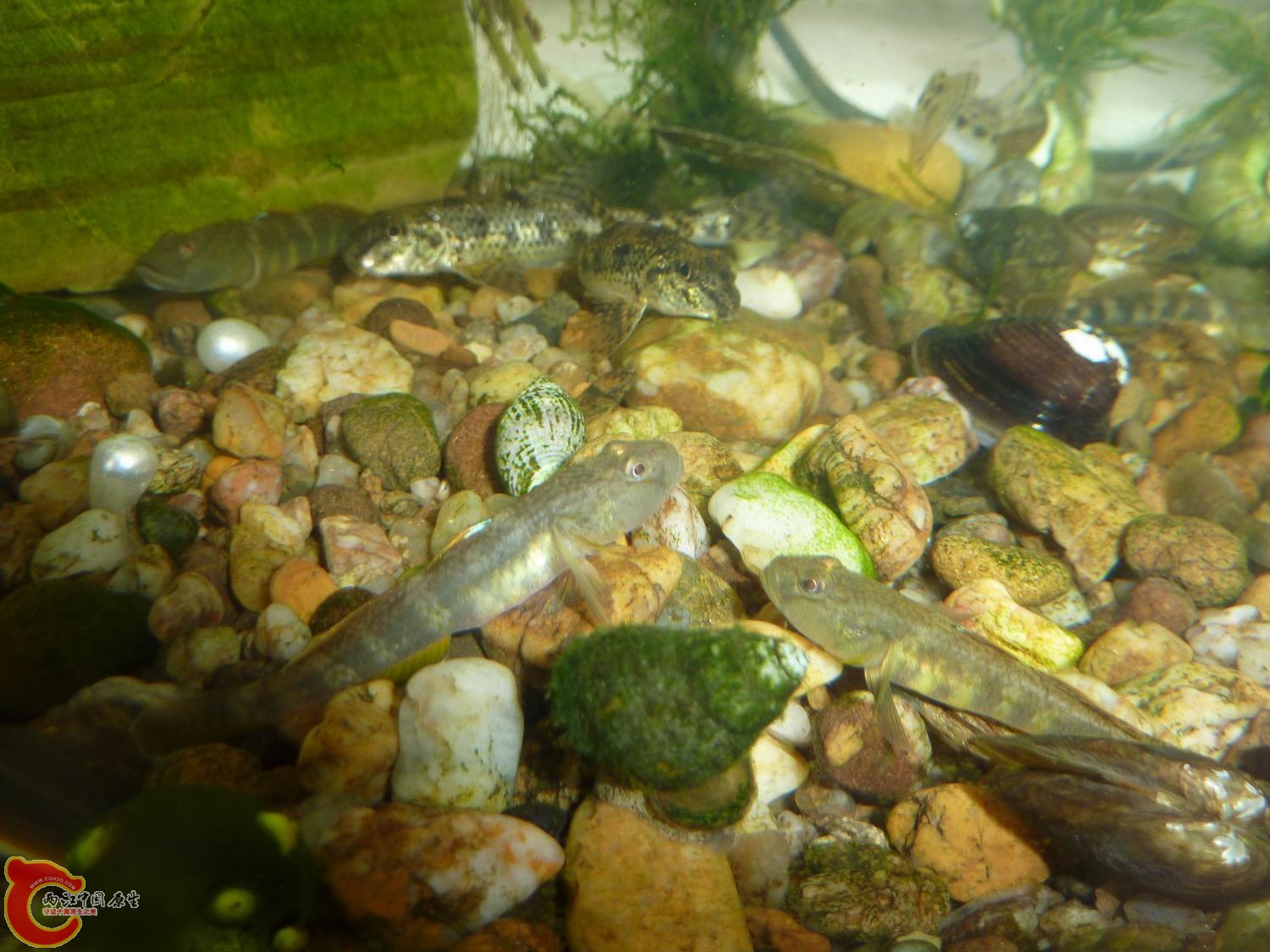 P1050353-.jpg