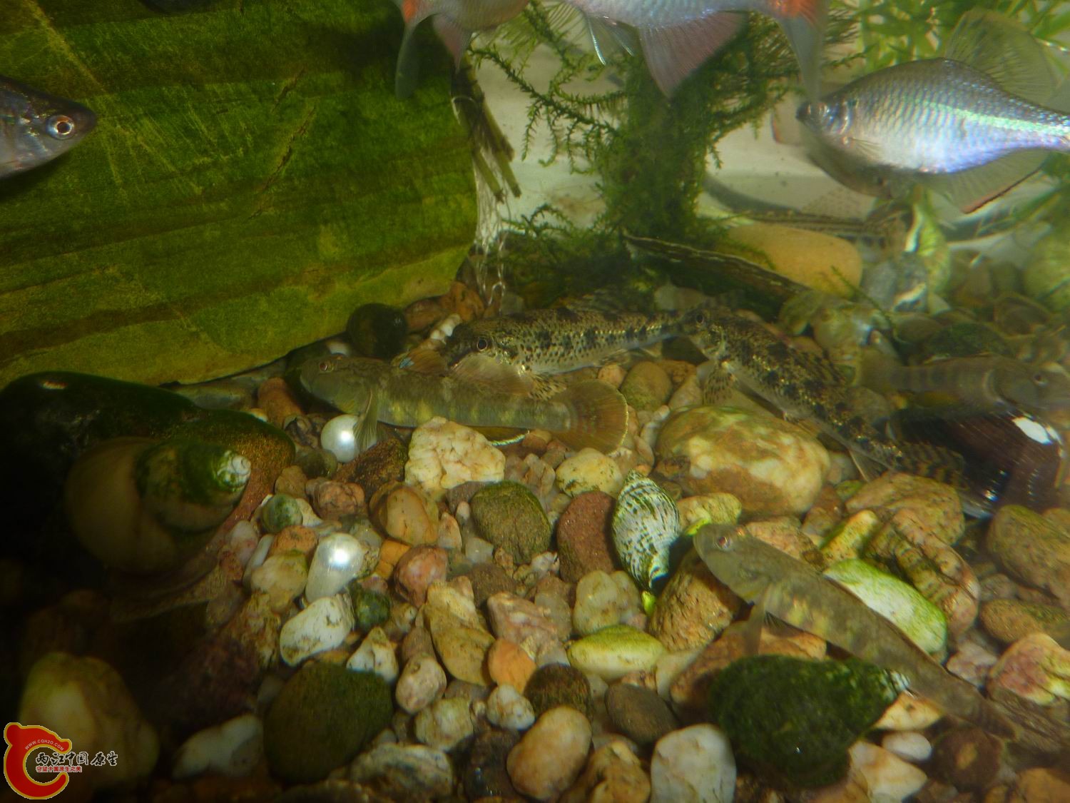 P1050362-.jpg