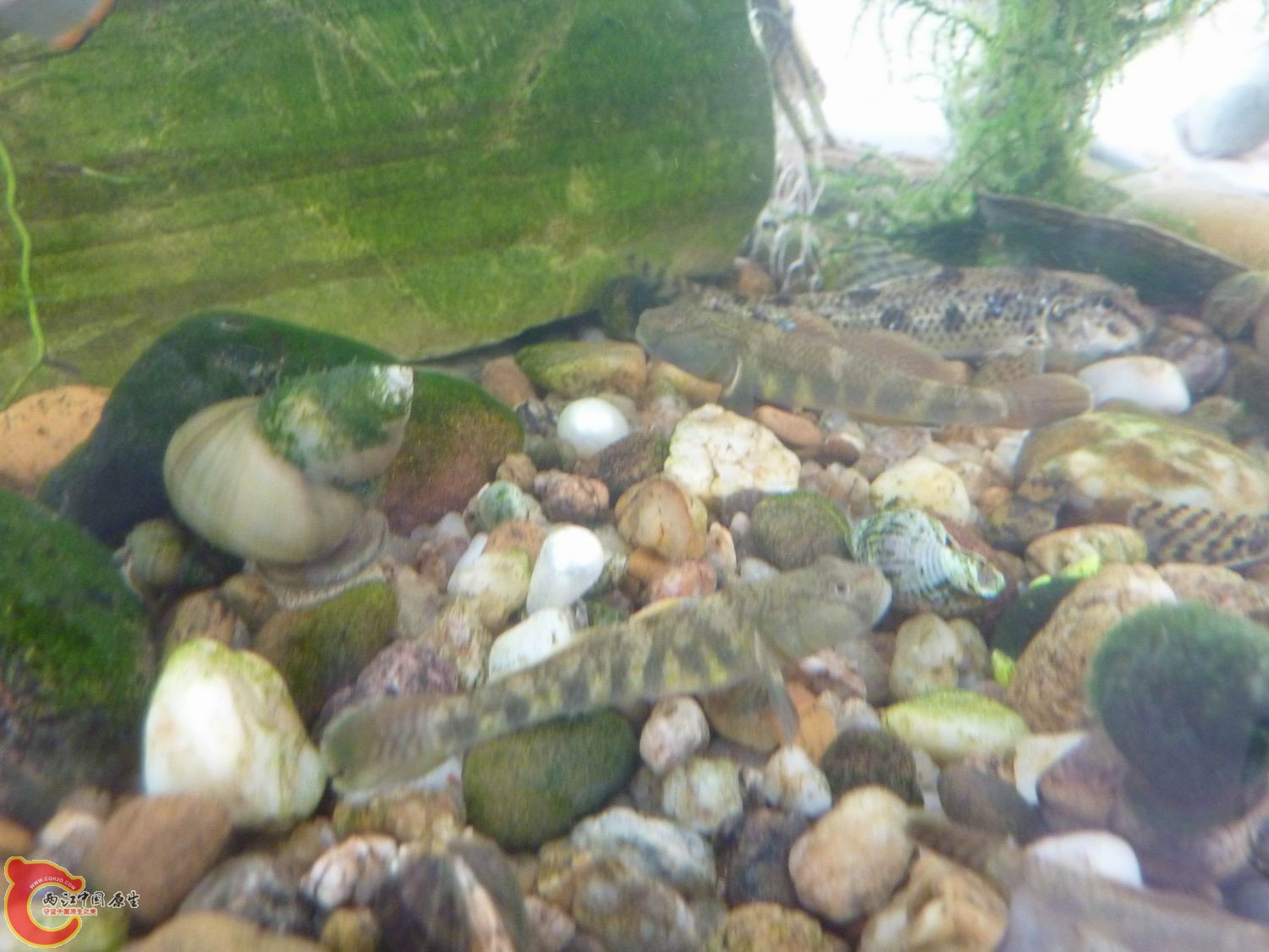 P1050373-.jpg
