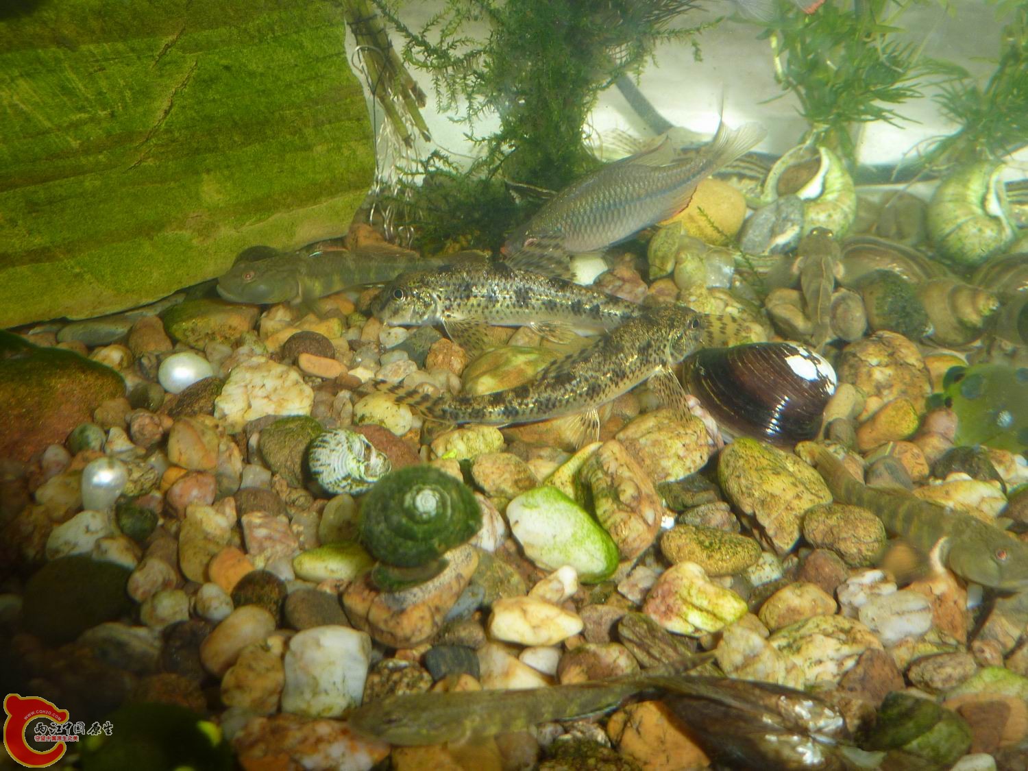 P1050383-.jpg