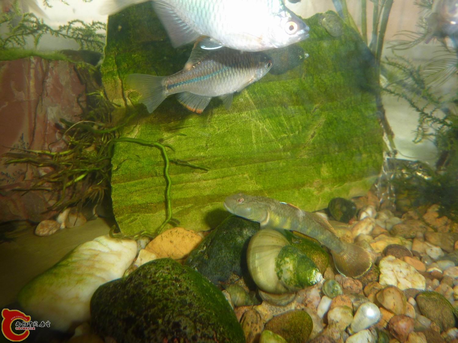 P1050389-.jpg