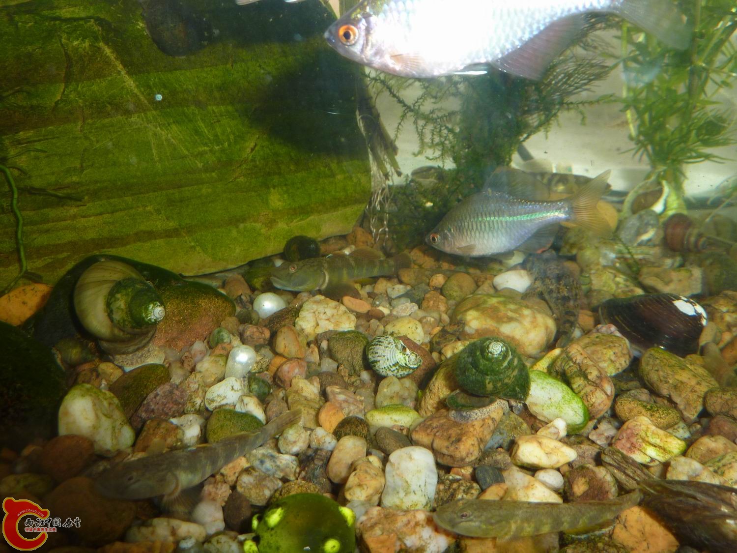 P1050392-.jpg