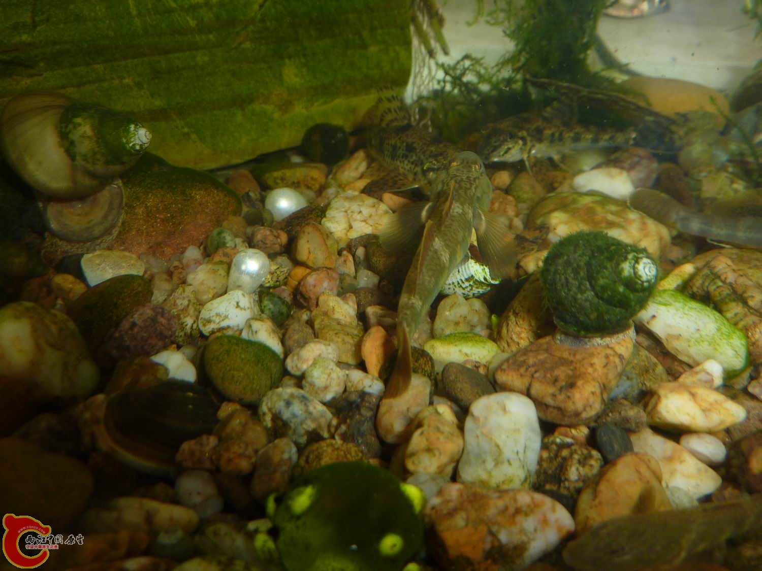 P1050407-.jpg