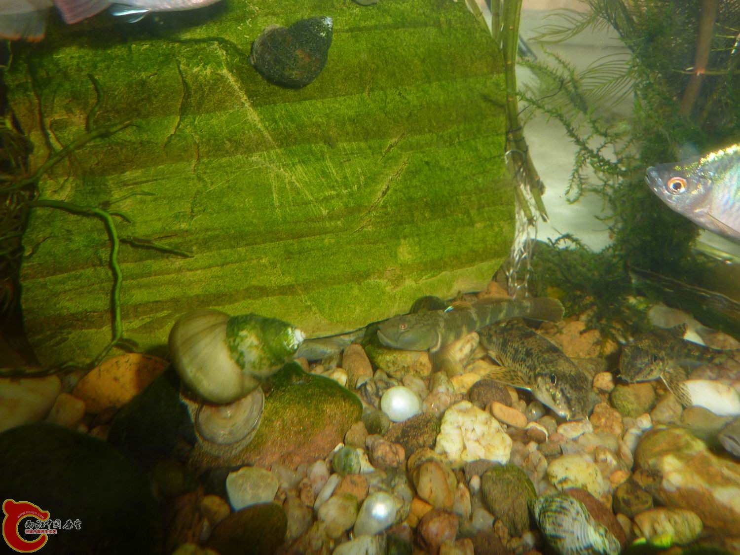 P1050410-.jpg