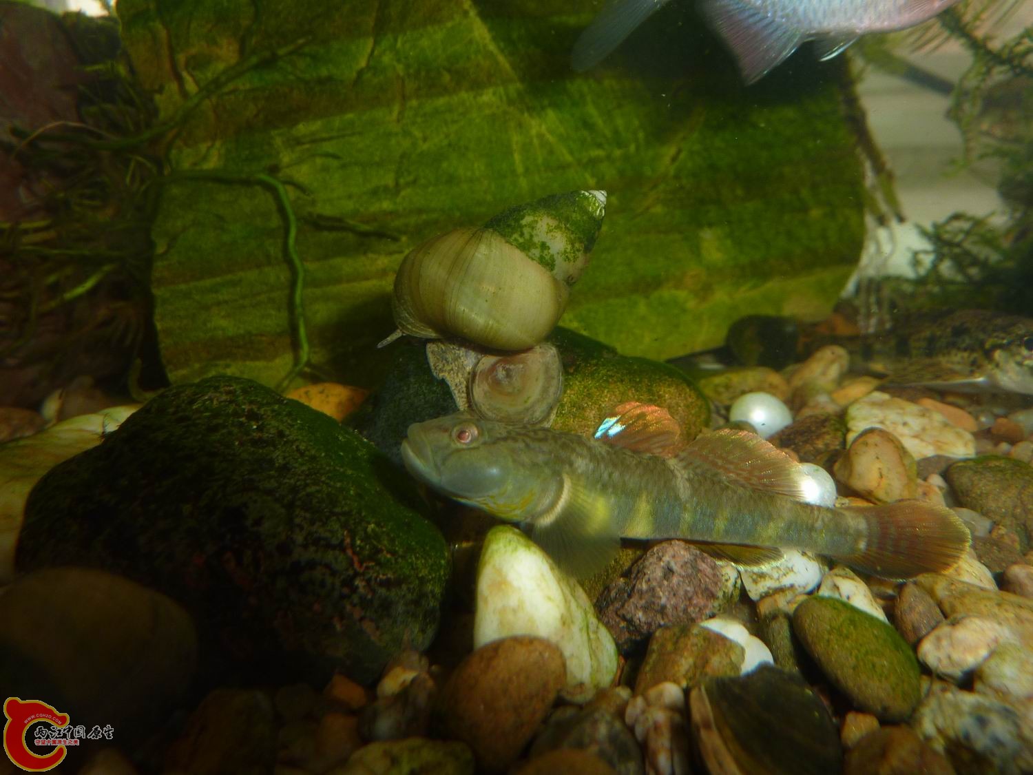 P1050413-.jpg