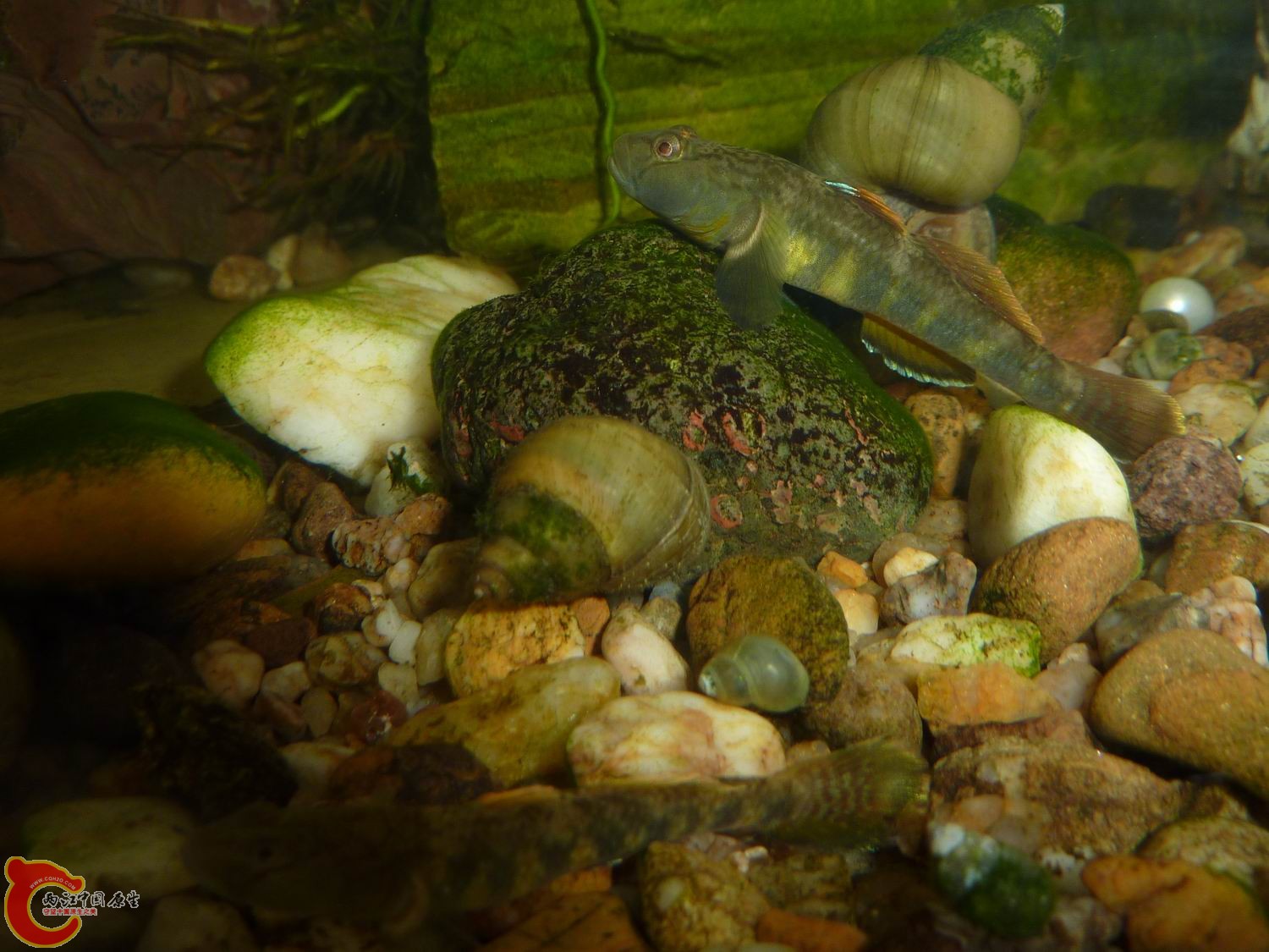 P1050414-.jpg