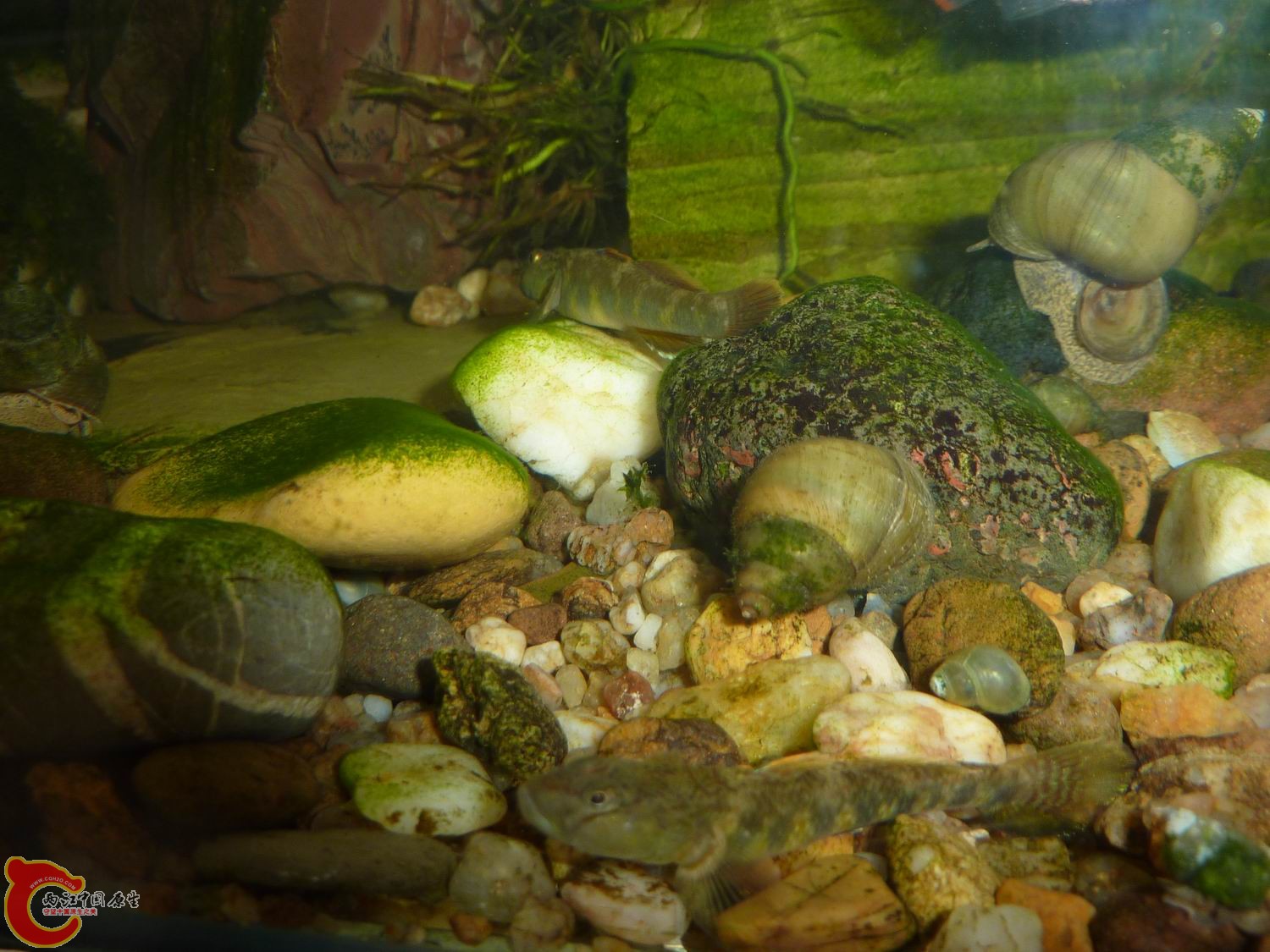 P1050416-.jpg