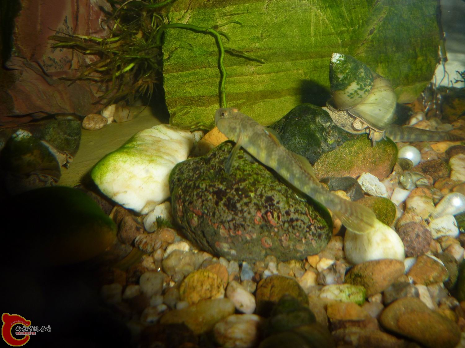 P1050418-.jpg