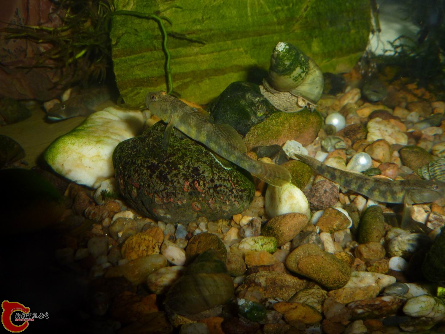 P1050425-.jpg