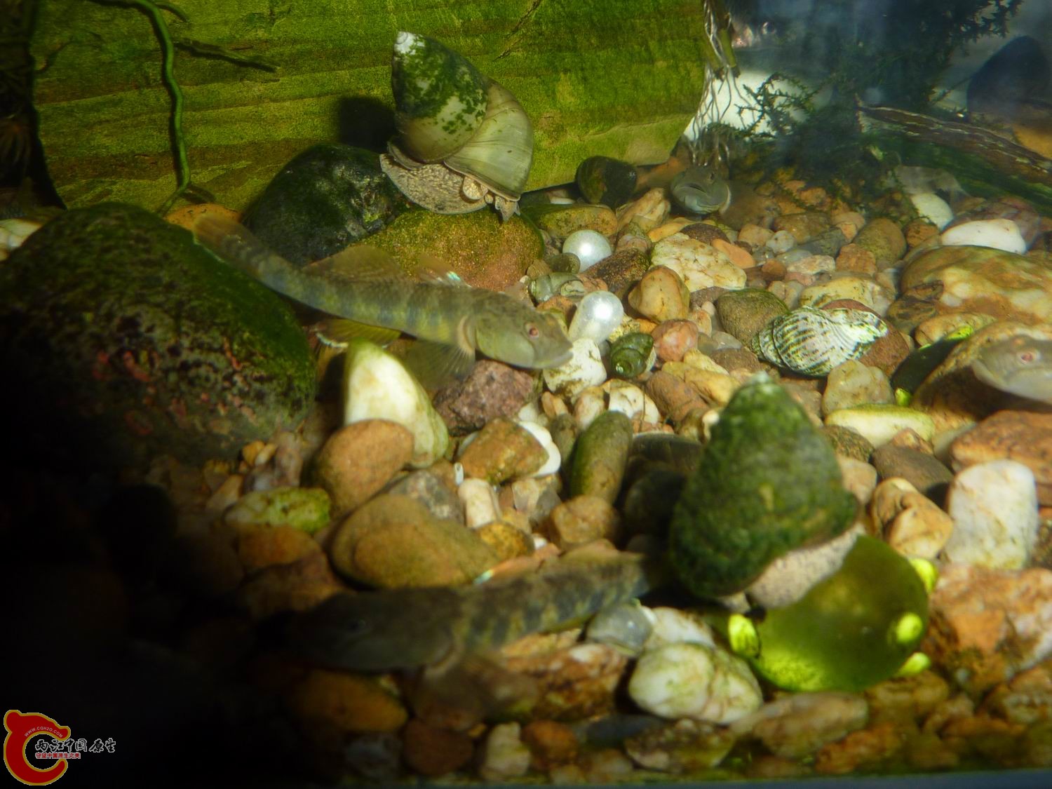 P1050426-.jpg