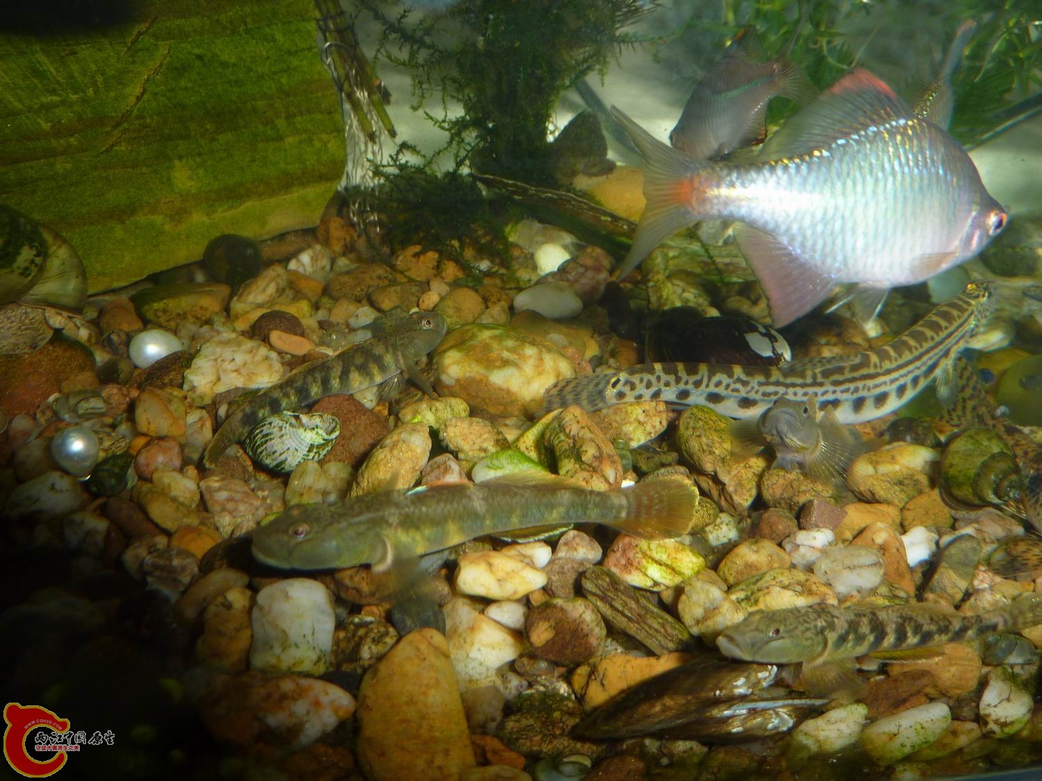 P1050441-.jpg