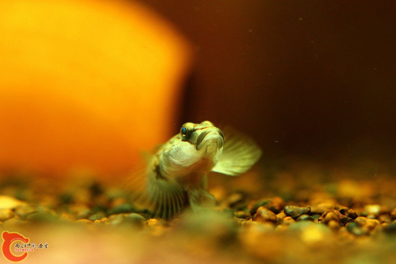 IMG_1605_副本.jpg