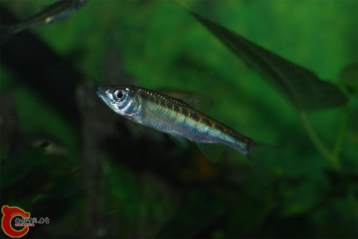 原生鱼网购 (10)－1.JPG