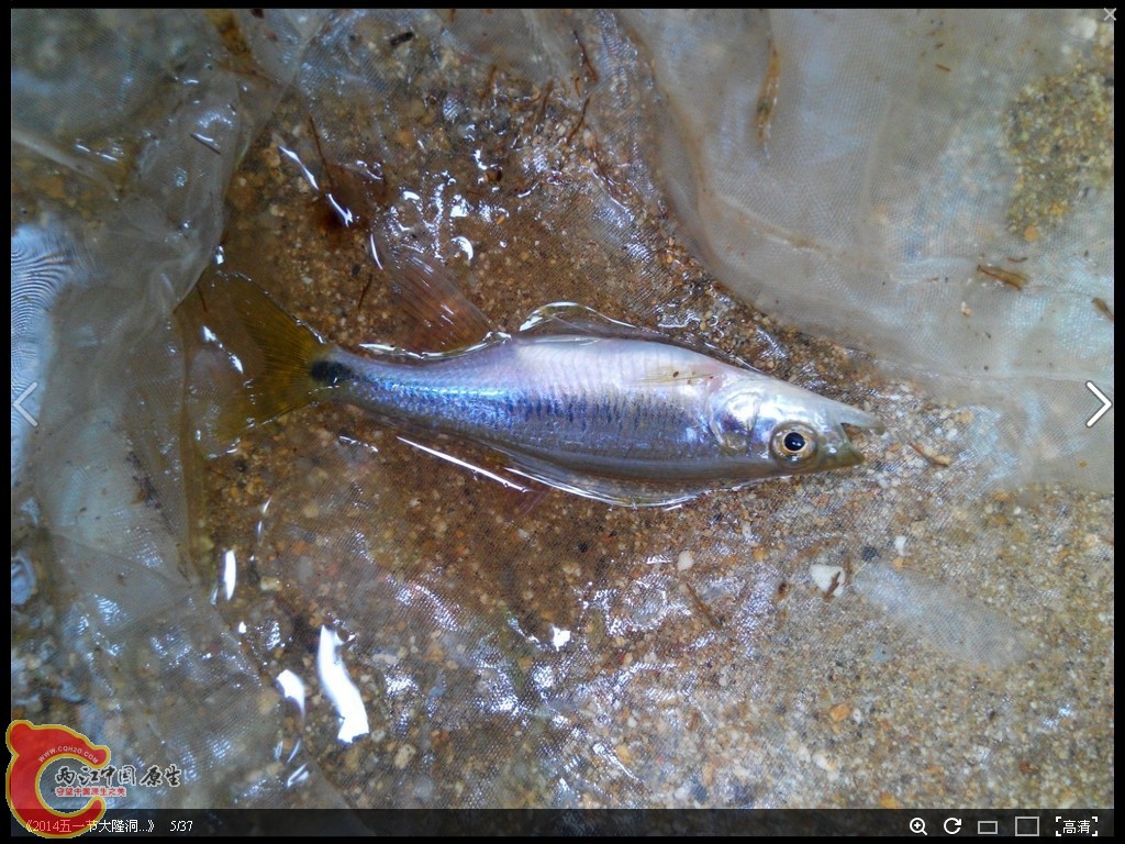 山溪中，感觉抱卵放了