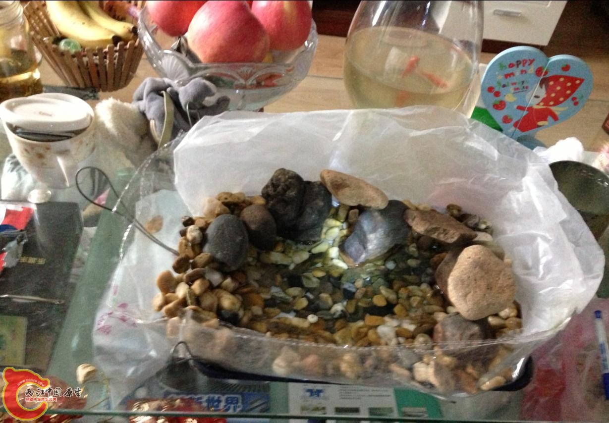 子陵 金鱼.JPG