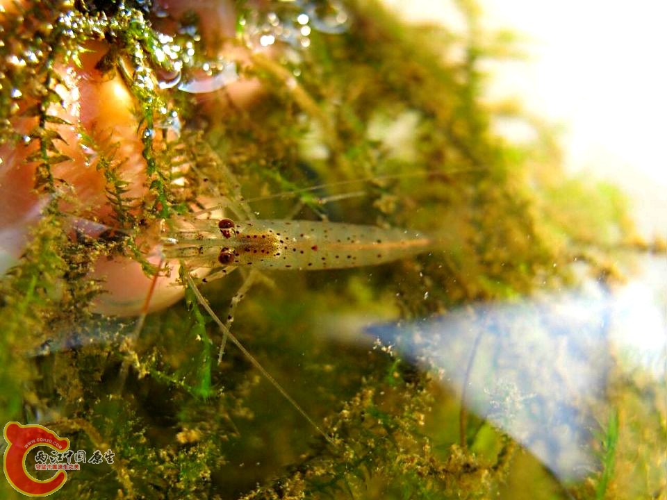 我们都是原生的！