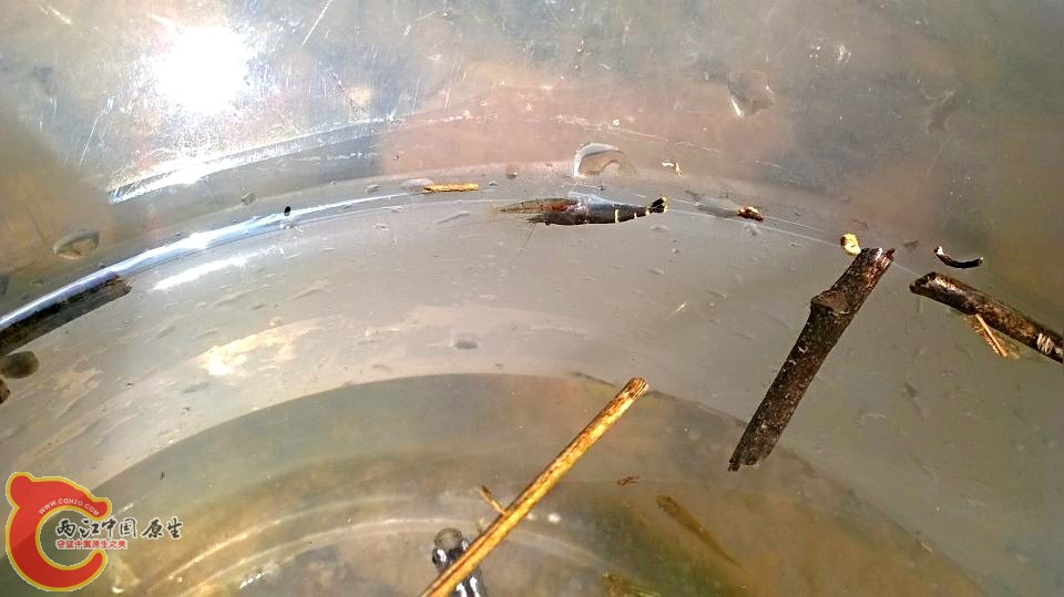 我们都是原生的！